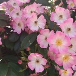 ビストロ ル ブルジョン - ばら苑