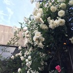 Il Cortile - 5月の中庭 バラ園