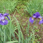 サンプリシテ - 明治神宮