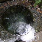 サンプリシテ - 明治神宮