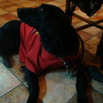 カフェ・ミケランジェロ - 2009/01