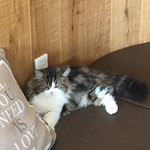 猫カフェ MOCHA - 