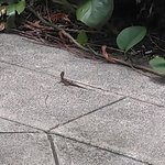 OEC cafe - Gecko（ヤモリ）いました。ラッキー！(*^^)v