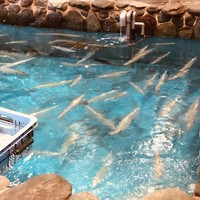 河太郎 中洲本店 - 生簀を囲んだカウンターがオススメ