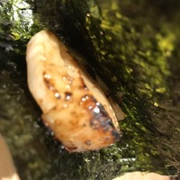 三軒茶屋 鮨かんてら - 
