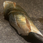 寿し おおはた - 