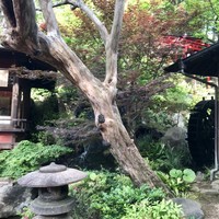 とうふ屋うかい 鷺沼店 - 