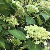 食樂庵 報徳 - 