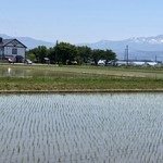 緑のイスキア - 水田の中の白い一軒家