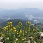 伊吹山頂 えびす屋 - 名前分かりませんが、菜の花に似たこれがそばに載っていたような気がします