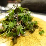 TACUBO - マイクロリーフのサラダ