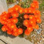 麺謹製3L's - 敷地入口傍らに咲くキンセンカ（2019年4月7日）