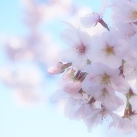 礼華 - 新宿御苑の桜は満開