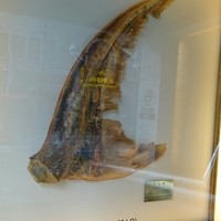 筑紫樓 銀座店 - 