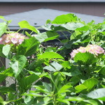 ラーメン二郎 - 店舗近くで咲き出した紫陽花