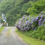 Ayuya - 鮎やの敷地内のあじさい（６月）