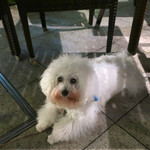 恵比寿 箸庵 - アンジェリーナの定席