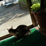 オランダ亭 - 【2011.12.　初訪】　猫さん参上