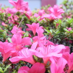 ラーメン二郎 - 店舗前のつつじ