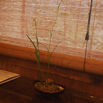 Mitsubachi - 店内の植物