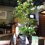 蕎麦喰い処 利めい庵 - 蕎麦喰い処 利めい庵 - 2019年春