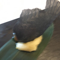 レストラン マノワ - 