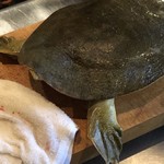 ろっかん - 琵琶湖のすっぽん