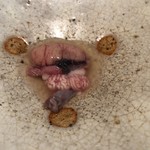 ろっかん - 精巣