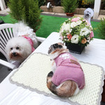 エビスエスクラッシコ - ミーちゃんは４キロ