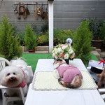 エビスエスクラッシコ - お肉まだですかぁ〜！！