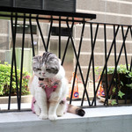 エビスエスクラッシコ - イヌ達を見下ろすネコ