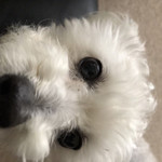 龍文支店 - しろ会長アップ