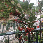 観音山フルーツパーラー - フルーツパーラー、入り口付近の植木。