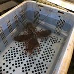 まるは食堂旅館 - 