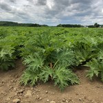 バローレ - 育ってます