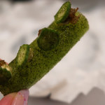 COOK JAPAN PROJECT - 