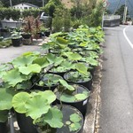 カフェアンドショップ ロータスランド - 蓮子