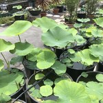 カフェアンドショップ ロータスランド - 蓮子