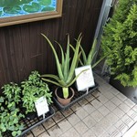 カフェアンドショップ ロータスランド - 販売用植物