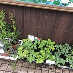 カフェアンドショップ ロータスランド - 販売用植物