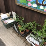 カフェアンドショップ ロータスランド - 販売用植物