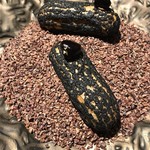 ラ・ヴァガボンド - 