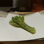 にい留 - （2019年5月）コシアブラ