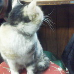 岩金 - 撮る瞬間に・・・振られる