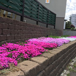 サタデイズ チョコレート ファクトリー カフェ - この時期、近所のお宅の芝桜が見事に咲いていました