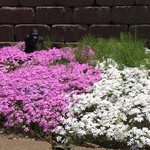 サタデイズ チョコレート ファクトリー カフェ - なんとゴリラが番兵をしていました（笑）