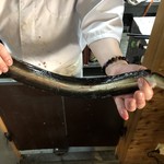 圭蔵 - 境港産の天然鰻