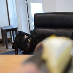 レガーロ×レガーレ - 