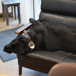 レガーロ×レガーレ - 