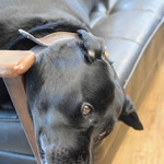 レガーロ×レガーレ - 